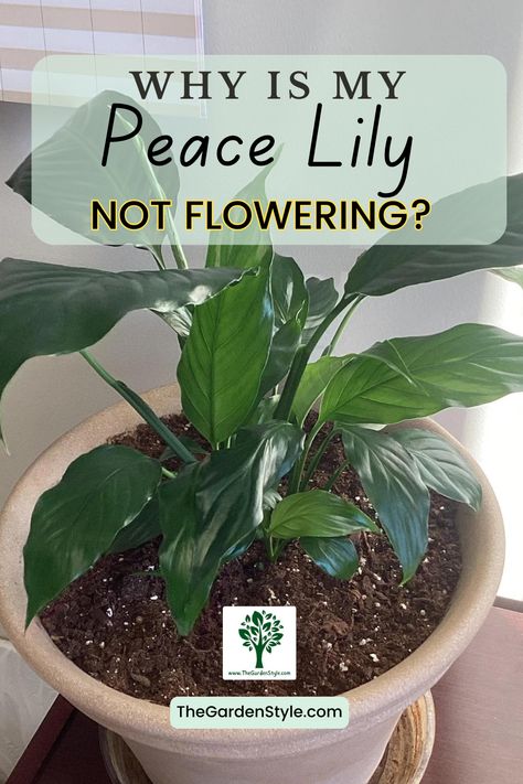 Visit TheGardenStyle.com to learn Why Is Your Peace Lily Not Flowering and How to solve this. Peace Lily Soil, Peace Lily Pot Ideas, Sick Peace Lily, Peace Lily Indoor, Peace Lily Plant Care, Lilly Plants, Peace Lily Flower, Plants 101, Peace Lily Care