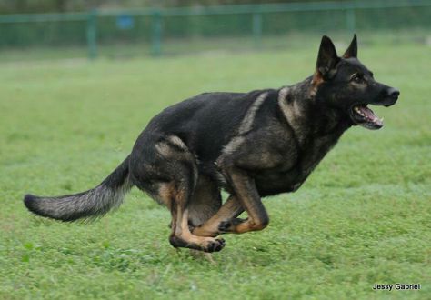 Dark Sable German Shepherd, Ddr German Shepherd, Sable German Shepherd, German Sheperd Dogs, German Shepherd Pictures, German Shepherd Funny, Black German Shepherd, Coban, Yorkshire Terrier Puppies