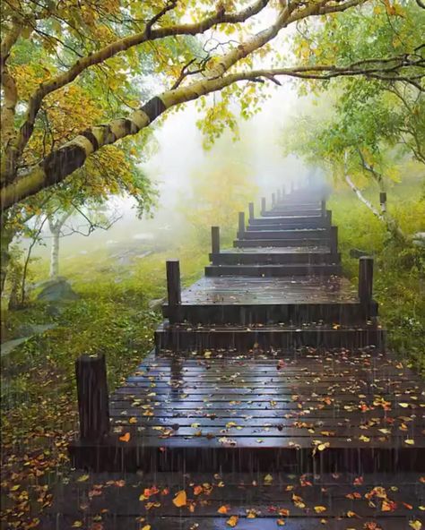 Beautiful Pathways, Relaxing Rain Sounds, Fairytale House, Rainy Day Aesthetic, Rain Wallpapers, Amazing Places On Earth, Beautiful Flowers Photos, Flower Video, Sound Of Rain