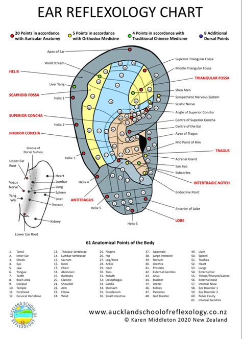 Auricular Therapy, Auricular Acupuncture, Ear Acupressure Points, Ear Reflexology, Ear Seeds, Throbbing Headache, Reflexology Chart, Points Plus, Body Map