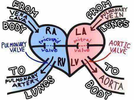 Heart simple explanation Blood Flow Through The Heart, Emt Study, Cardiac Nursing, Nursing School Survival, Nurse Rock, Nursing School Studying, Nursing School Tips, Nursing School Notes, Nursing Tips