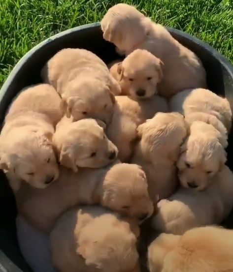 Golden Retriever Litter, Puppy Litter, Golden Puppies, Golden Retriever Puppies, Golden Puppy, Farm Dogs, Retriever Puppies, Animals Amazing, Cute Funny Babies