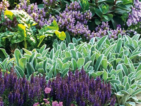 Lamb's Ears...use as a ground cover...Sun, partial shade, well drained soil, drought resistant, but prefers evenly moist. Stachys Byzantina, Hardscape Design, Ground Cover Plants, Lambs Ear, Plant Combinations, Gardening Gloves, Peterborough, Ground Cover, Shade Garden