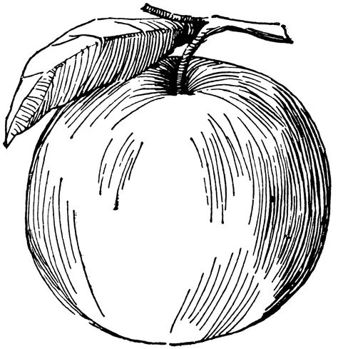 Apple | cross contour Cross Contour Line Drawing, Photo To Line Drawing, Apple Clipart, Plant Products, Drawing Apple, Contour Line Drawing, Apple Illustration, Guavas, Fruit Clipart