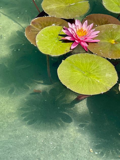 Water Lilly Aesthetic, Koi Pond Aesthetic, Lilypad Drawing, Lilly Illustration, Lillie Flower, Lillys Flowers, Lilly Aesthetic, Lilly Painting, Lillies Flowers