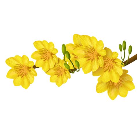 Let this image add a splash of color to your design projects! Yellow Apricot Blossom, Flower Png Transparent, Chinese New Year Traditions, Nails Painting, Vietnamese New Year, Yellow Lantern, Vietnamese Wedding, Apricot Blossom, Painting Nails