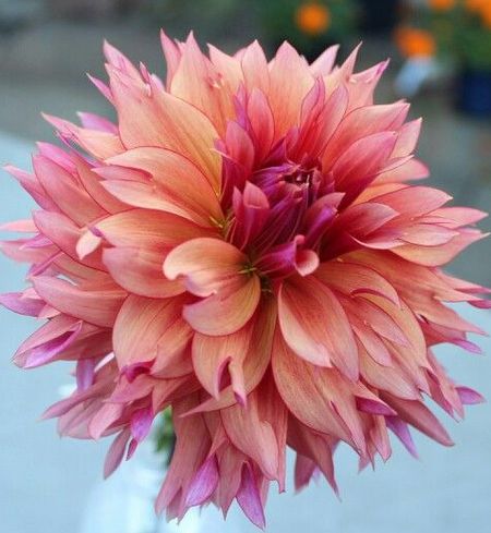 Sonic Bloom, Dahlia Garden, Dahlias Garden, Growing Dahlias, Gladioli, Cut Flower Garden, No Rain, Dahlia Flower, Flower Farm