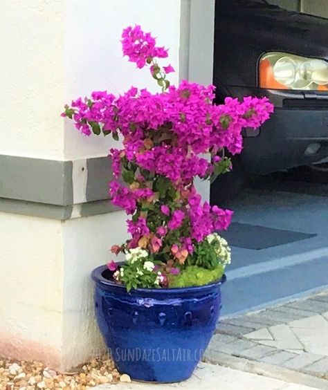 Bougainvillea In Pots Patio, Bougainvillea In Planters, Bougainvillea In Pots Front Doors, Bougainvillea Pot Ideas, Bougainvillea In A Pot, Growing Bouganvilla In Pots, Purple Petunias In Pots, Bougainvillea Trellis Potted, Bougainvillea Indoor