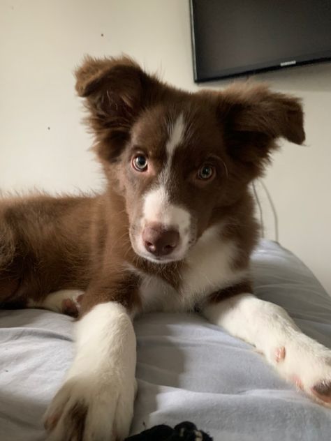 Brown Border Collie Aesthetic, Brown Dog Aesthetic, Brown Australian Shepherd, Brown Border Collie, Aussie Puppies, Brown Puppies, Collie Puppies, Border Collie Puppies, Black And White Dog