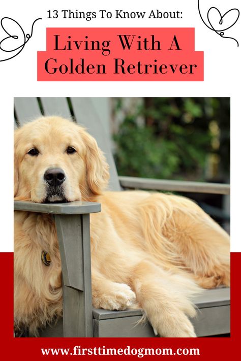 Living With A Golden Retriever - A Golden Retriever lying on a grey Adirondack chair looking at you.  The dog's head is resting on the armrest. Golden Retriever Activities, Golden Retriever Sayings, Training A Golden Retriever, 5 Month Old Golden Retriever, Grooming A Golden Retriever, Golden Retriever Summer Haircut, Golden Retriever Essentials, Golden Retriever Toys, Two Golden Retrievers