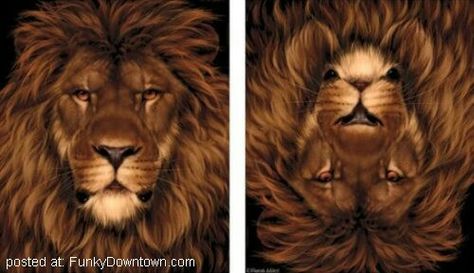 Lion or a mouse? Image Illusion, Moving Optical Illusions, Optical Illusions Pictures, Eye Illusions, Illusion Paintings, Illusion Pictures, Illusion Drawings, Cool Illusions, Cool Optical Illusions