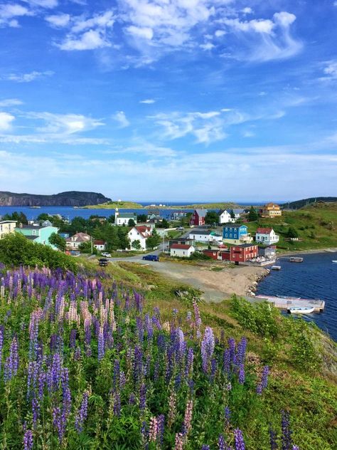 Family travel in Newfoundland, Canada - Simple Bites Fogo Island Newfoundland, East Coast Canada, Halifax Canada, Newfoundland Travel, Background Reference, Newfoundland Canada, Canada Road Trip, Travel Canada, Explore Canada