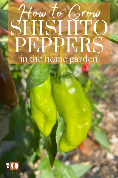 Peppers Growing, Backyard Vegetable Garden, Shishito Peppers, Indoor Vegetables, Organic Pesticide, Indoor Vegetable Gardening, Backyard Vegetable Gardens, Organic Vegetable Garden, Pepper Plants