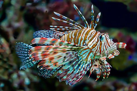 This is a "Lion fish" sometimes called the Scorpion fish | Flickr Scorpion Fish, Birch Aquarium, Hybrid Animals, Lion Fish, Animals And Nature, Saltwater Aquarium, Concept Board, A Lion, Tropical Fish