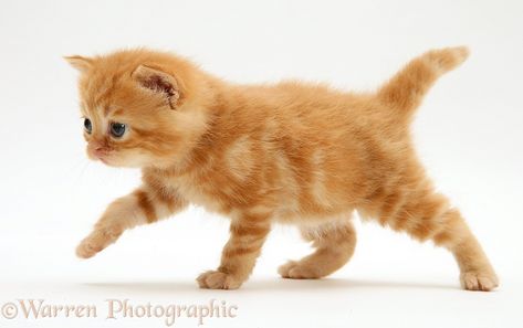 Photograph of British shorthair red tabby kitten. Rights managed white background image. Kitten Reference, Tabby Kittens, Tabby Kitten Orange, Happy Kitten, Ginger Kitten, Kitten Art, Kitten Photos, Cat Reference, Tabby Kitten