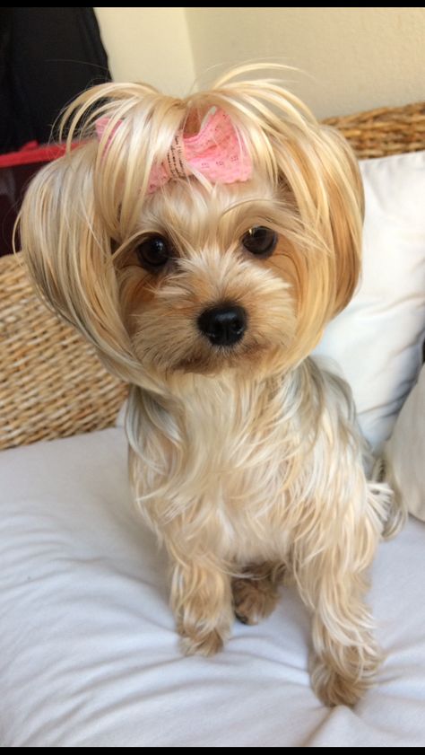 Yorkie Cuts, Yorkie Hairstyles, Yorkie Haircuts, Schnauzer Grooming, Dog Grooming Styles, Haircut Styles For Women, Long Haired Dogs, Grooming Style, Yorkie Terrier