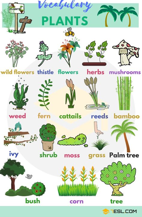 0shares Learn Plant and Flower Vocabulary in English through Pictures and Videos. Plants are one of five big groups of living … Learning English For Kids, English Vocab, English Language Teaching, English Lessons For Kids, Grammar And Vocabulary, Learn English Vocabulary, Flower Names, English Writing, English Language Learning