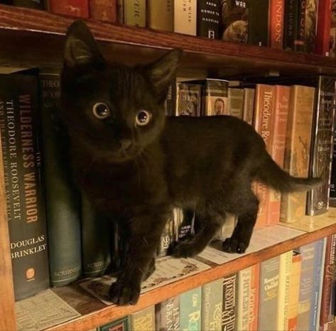 Black Cats, Books, Fall Autumn Aesthetic, Aesthetic Cats, Bad Luck, Autumn Aesthetic, Bored Panda, Fall Autumn, Black Cat