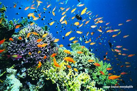 An example of biodiversity Layers Of The Ocean, Coral Life, Coral Reef Ecosystem, Mangrove Swamp, Aquatic Ecosystem, Marine Ecosystem, Oceanography, Types Of Fish, Exotic Fish