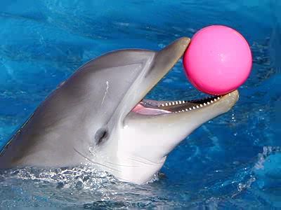 Dolphin with a pink ball Dolphin Tale, Dolphin Photos, Dolphin Lover, Dolphin Art, Bottlenose Dolphin, Free Online Jigsaw Puzzles, A Dolphin, Water Animals, Marine Animals