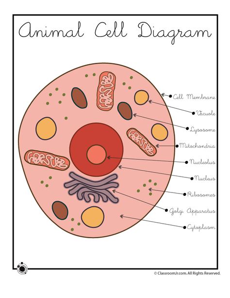 Animal Cell Diagram Cell Pictures, Animal Cell Diagram, Animal Cell Drawing, Cell Drawing, Plant Cell Project, Animal Cell Project, Cell Diagram, Science Cells, Cells Worksheet