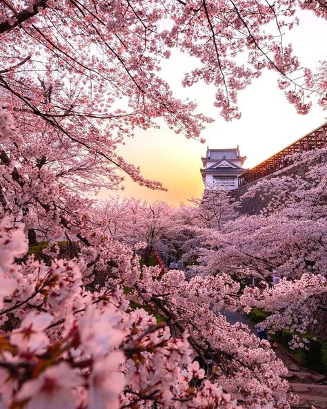 Cherry Blossom Trees, Cherry Blossom Festival, Nothing But Flowers, Okayama, Japan Aesthetic, Pastel Pink Aesthetic, Destination Voyage, Blossom Trees, Cute Wallpaper Backgrounds