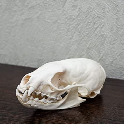 Sable Taxidermy Skull - Fisher, Marten Cleaned Skull, Jaws, Bones, Skeleton, Teeth for Sale - Real, Decor, LIFESIZE, Genuine - ST4940, Trophy Mounts - Amazon Canada Bear Taxidermy, Ulna Bone, Real Bone Jewelry, Leg Jewelry, Pelvic Bone, Wild Animals Photography, Leg Bones, Bone Stock, Animal Skull