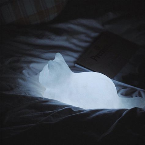 Cat Nightlight, 숲 사진, Unique Night Lights, Cat Light, Apollo Box, Adorable Kitten, Cute Room Decor, الرسومات اللطيفة, 귀여운 동물