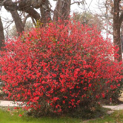 Old Heirloom Sees a Comeback - Neil Sperry's GARDENS Quince Bush Shrubs, Japanese Quince Shrub, Flowering Quince Landscape, Quince Plant Shrubs, Flowering Quince Shrub, Quince Plant, Quince Bush, Quince Shrub, Mountain Plants