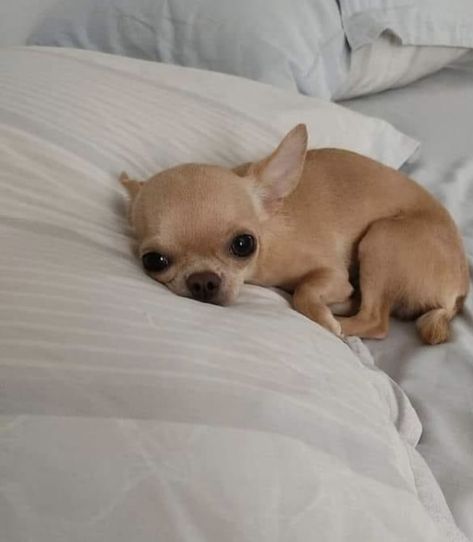 Tiny Dog Aesthetic, Chiuaua Dog, Chihuahua Short Hair, Aesthetic Chihuahua, Chihuahua Aesthetic, Applehead Chihuahua, Chiwawa Puppies, Puppies Chihuahuas, Fawn Chihuahua