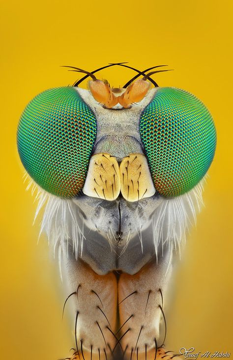 Long-legged fly | Yousef Al Habshi | Flickr Extreme Macro Photography, Insect Eyes, Macro Photography Insects, Macro Photography Tips, Microscopic Photography, Micro Photography, Cool Insects, Insect Photography, Cool Bugs