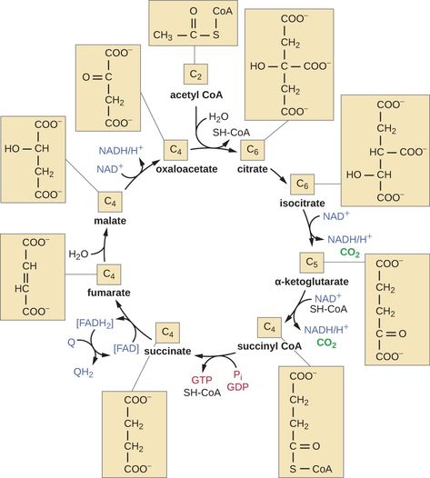 Acetyl CoA is a 2 carbon molecule with an Medical Inspiration, Microbiology Study, Metabolic Pathways, Carbon Molecule, Oxidative Phosphorylation, Citric Acid Cycle, Biochemistry Notes, Acetyl Coa, Prokaryotic Cell