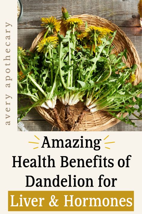 Harness the natural goodness of dandelion for a healthier you: Explore its incredible benefits for hormone balance and liver function, paving the way for holistic wellness. Benefits Of Dandelion, Dandelion Benefits, Dairy Free Breastfeeding, Dandelion Tea, Liver Function, Healthy Hormones, Magical Herbs, Herbal Apothecary, Hormone Balance