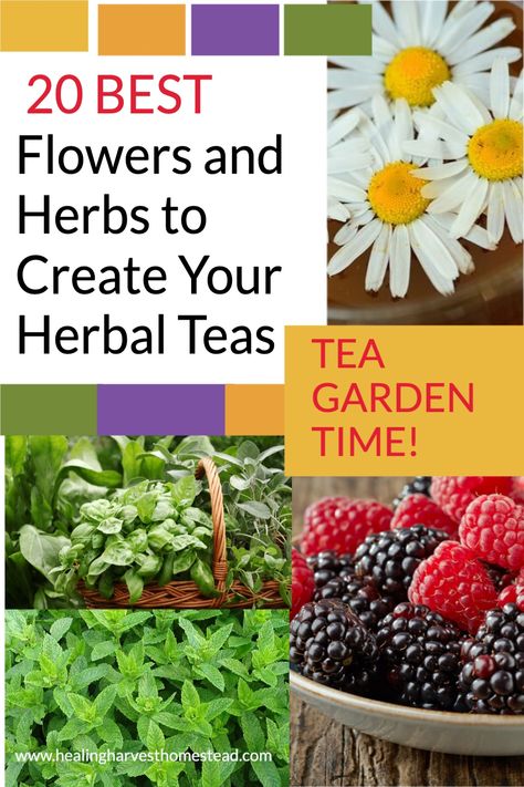 Growing herbs, plants, and fruits specifically for your herbal tea is fun, empowering, and so much better for you than the oxidized old powders in the stores. Do you love to garden? Do you love herbs? In this article, you’ll find over 20 of my favorite plants that grow everywhere so you can grow your own tea garden for both pleasure and health! And enjoyment. Love Herbs, Medicine Garden, Herbal Tea Garden, Herbs Plants, Herbal Tonic, Best Herbal Tea, Medicinal Herbs Garden, Homemade Tea, Herb Gardening