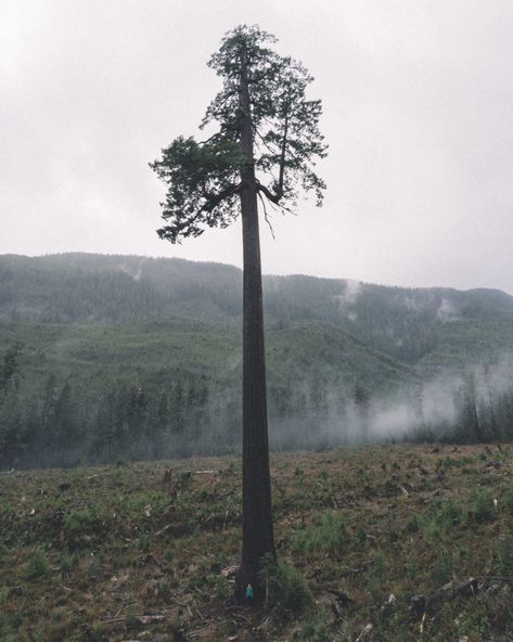 Port Renfrew, Alaska Highway, Olympic Mountains, Back Road, Instagrammer, Vancouver Island, Beautiful Islands, Amazing Photos, Vacation Travel