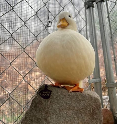 Aflac Duck, Duck Memes, Find Your Spirit Animal, Duck Pictures, Duck Wallpaper, Duck Photo, What The Duck, Pet Ducks, Duck Pins