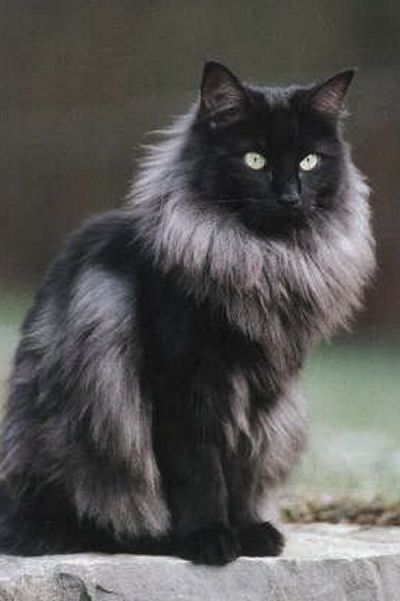 Siberian Cat, Norwegian Forest, Gorgeous Cats, Forest Cat, Norwegian Forest Cat, Unique Cats, Fluffy Cat, Cat Care, Pretty Cats