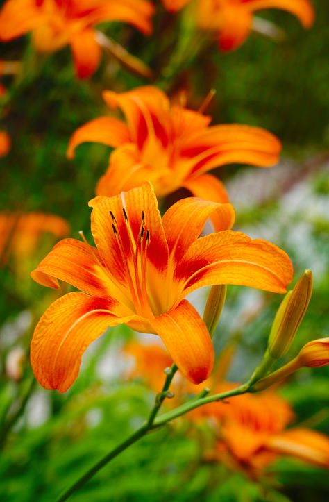 Thanks to virgil maierean for making this photo available freely on @unsplash 🎁 Lily Images, Tilt Shift Lens, Day Lily, Hummingbird Pictures, Day Lilies, Tilt Shift, Orange Flower, African Violets, Flower Plant