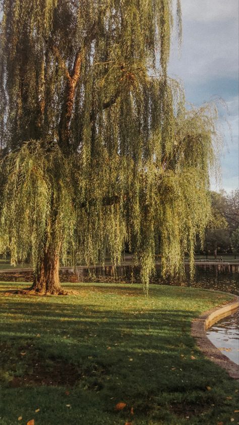 Willow Tree Aesthetic Painting, Willow Tree Wallpaper Aesthetic, Weeping Willow Tree Front Yard, House With Willow Tree, Large Willow Tree, Trees For Backyard Landscaping, Large Tree Aesthetic, Willow Trees Aesthetic, Weeping Willow Wallpaper