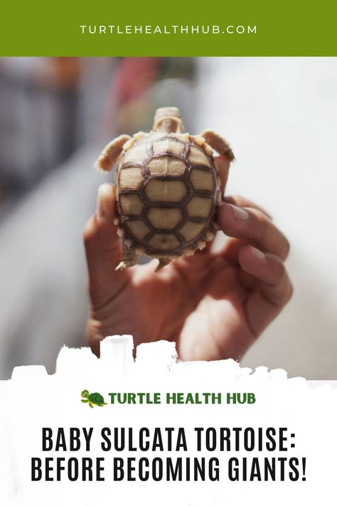 Discover essential tips for raising a healthy baby Sulcata tortoise. Learn about proper nutrition, habitat setup, and more Baby Sulcata Tortoise Care Guide Tortoise Health Tips for Babies | Sulcata Tortoise Hatchling Care | Baby Tortoise Diet and Care | Sulcata Tortoise Baby Health Guide | Newborn Tortoise Care Tips | Baby Tortoise Shell Health | Sulcata Tortoise Baby Housing Guide | Caring for Baby Sulcata Tortoises | Tortoise Health Care for New Owners | Sulcata Tortoise Diet, Tortoise Diet, Turtle Basking Platform, Turtle Care, Tortoise Care, Tortoise Habitat, Baby Tortoise, Sulcata Tortoise, Pet Turtle