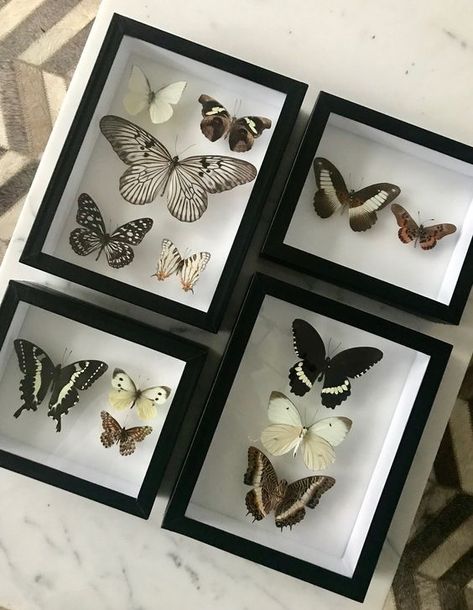 Whimsigoth Bedroom, Taxidermy Decor, Framed Butterflies, Butterfly Taxidermy, Butterfly Frame, Small Frame, Taxidermy, Box Frames, Home Deco