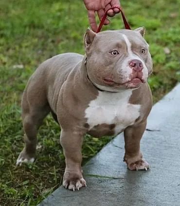 Find the Best American Bully Stud, Stud Service, Top Studs & Pocket Bully Puppies for Sale | by BULLY KING Magazine | Sep, 2023 | Medium Pocket Bully Puppies, Dog Sleeping In Bed, American Bully Puppies, American Bully Pocket, Bully Puppies, King Koopa, Pocket Bully, Bully Breeds Dogs, Stud Dog