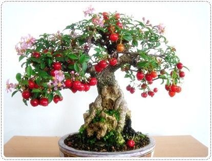 Francois J. Interiors Bonsai Cherry Tree, Cherry Blossom Bonsai, How To Grow Bonsai, Cherry Bonsai, Cherry Blossom Bonsai Tree, Cherry Seeds, Bonsai Fruit Tree, Bonsai Trees For Sale, Bonsai Tree Care