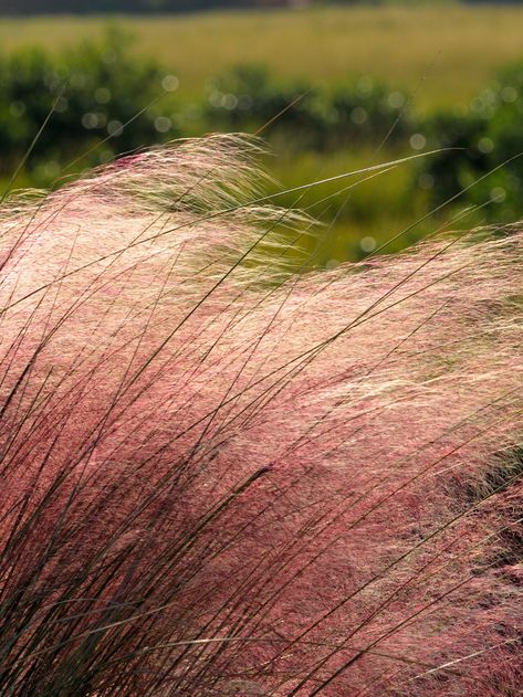 7 Gorgeous Native Grasses for Fall - Native Backyards California Native Grasses, Montana Native Plants, Native Prairie Garden, Native Grasses Landscaping, Landscaping Grasses, Short Ornamental Grasses, Fall Garden Planting, Native Plant Landscape, Native Grasses