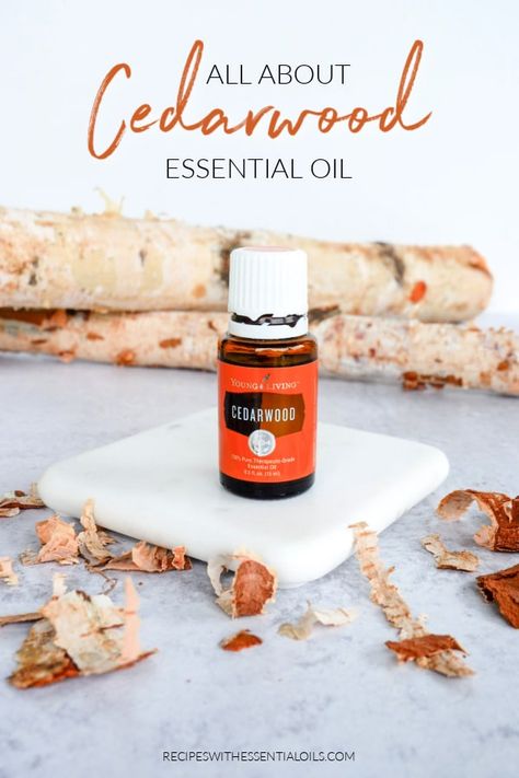 Cedarwood Essential Oil Young Living, Cedarwood Essential Oil Uses, Young Living Cedarwood, Oil Diffuser Recipes, Yl Essential Oils, Essential Oil Mixes, Cedarwood Essential Oil, Essential Oil Benefits, Diffuser Recipes