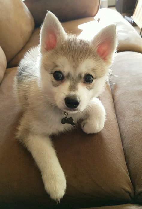 My baby - Alaskan Klee Kai Puppy Miniature Husky Alaskan Klee Kai, Alaskan Klee Kai Puppy, Puppies Husky, Alaskan Malamute Puppies, Pomsky Puppies, Alaskan Klee Kai, Animals Pictures, Cute Pets, Husky Puppy