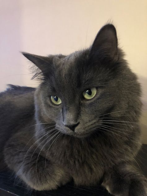 Nebelung Nebelung Cat Aesthetic, Nebelung Cat, Nebelung, Grey And White Cat, Cat Breed, Kitten Pictures, Cat Aesthetic, Mixed Breed, Cute Cats And Dogs