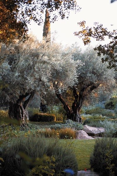 Rudd Oakville Estate Garden Design Calimesa, CA Olive Trees Garden, Estate Garden, Olive Grove, Have Inspiration, Mediterranean Garden, Olive Gardens, Olive Trees, Garden Trees, Landscape Trees