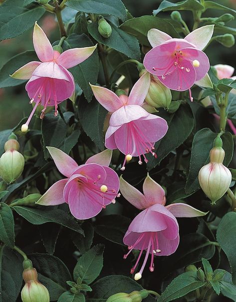 Fuchsia Plant, Dekorasi Bohemia, نباتات منزلية, Rare Roses, Fuchsia Flowers, Cat Air, Garden Nursery, Unusual Flowers, Flower Therapy