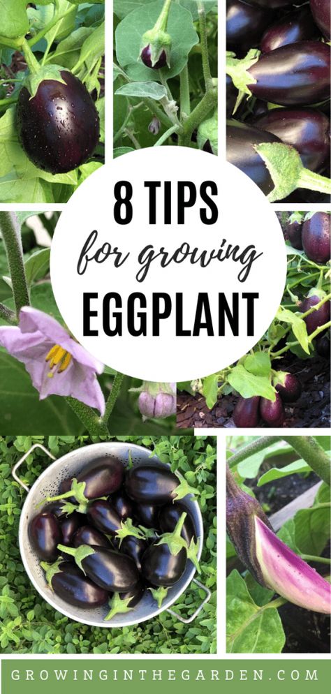 Eggplant Growing, Grow Eggplant, Growing Eggplant, Eggplant Plant, Eggplant Varieties, Compost Tea, Trellis Plants, Diy Gardening, Square Foot Gardening